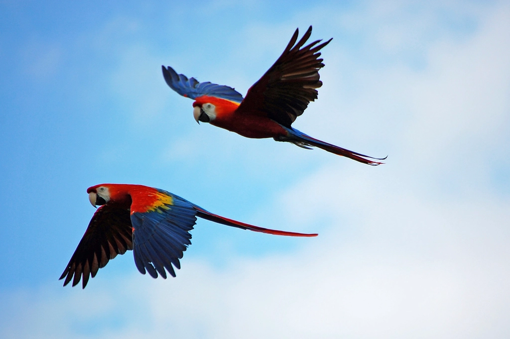 What Parrots? 🦜