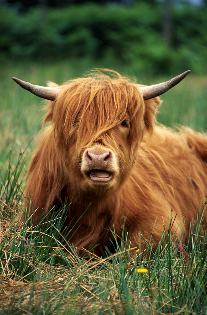Roses not Cows